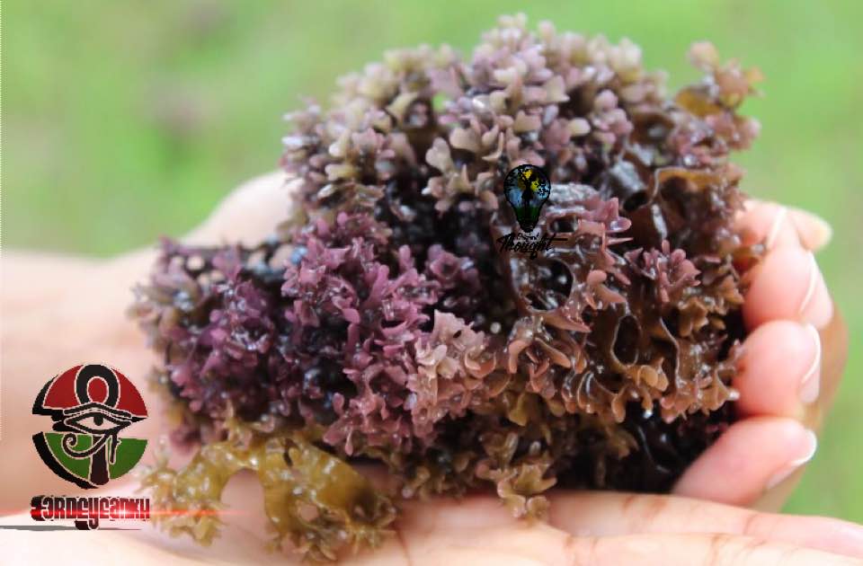 Wild-Harvested, RAW Sea Moss (Chondrus Crispus Dried)