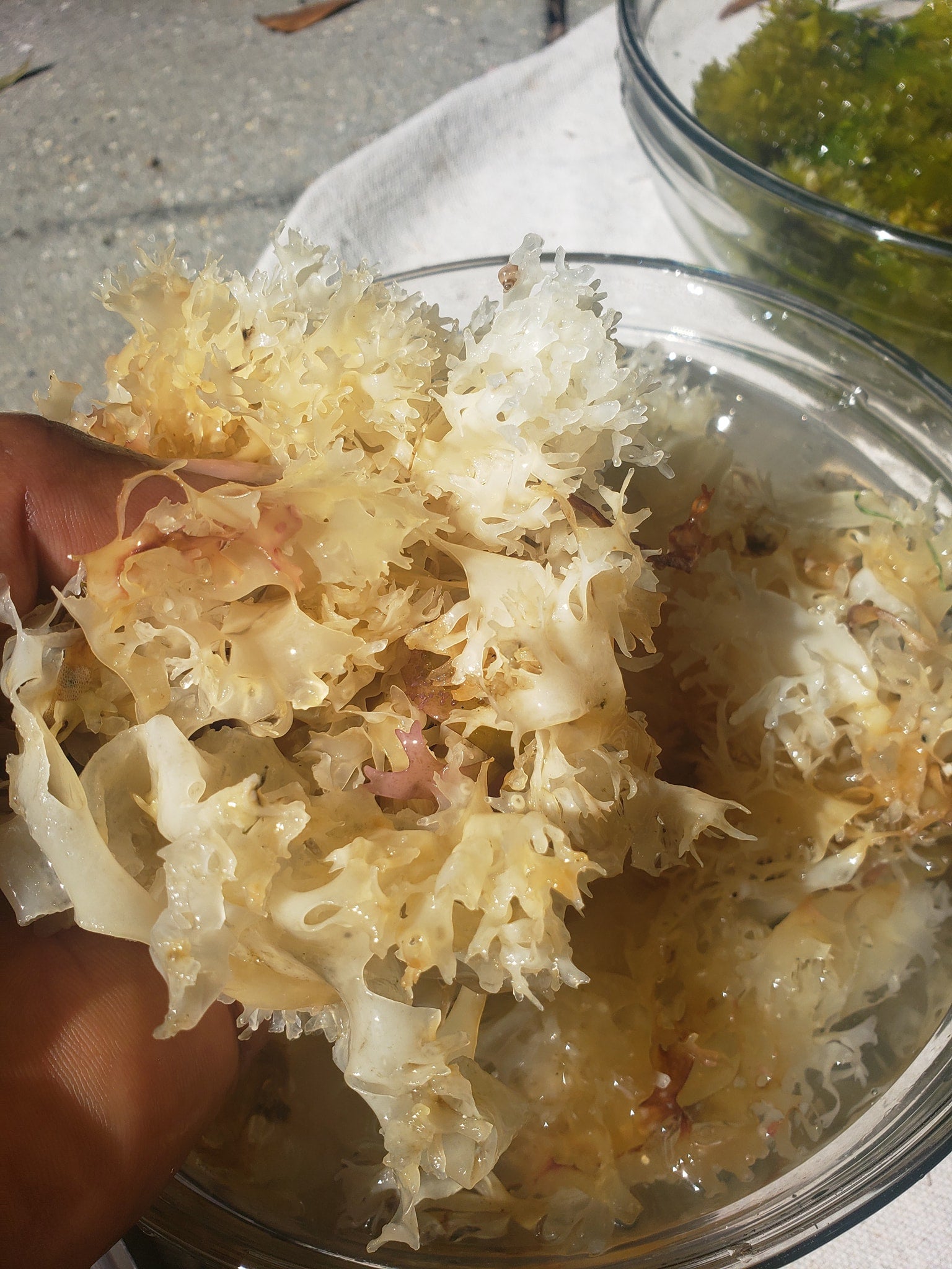 Wild-Harvested, RAW Sea Moss (Chondrus Crispus Dried)