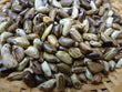 Teosinte (Wild Corn) Seeds 4 oz